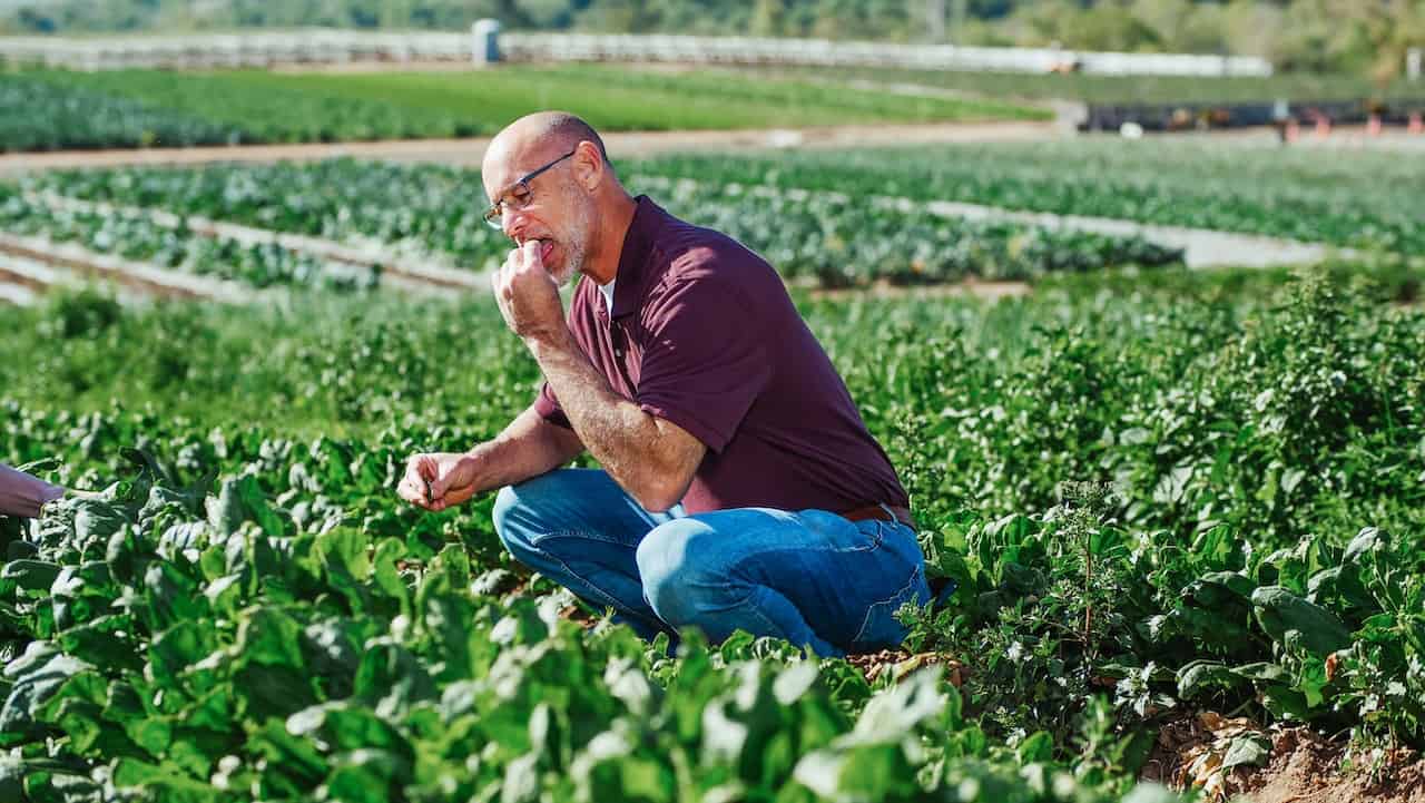 A Man Eating Fresh Spinach in a Farm