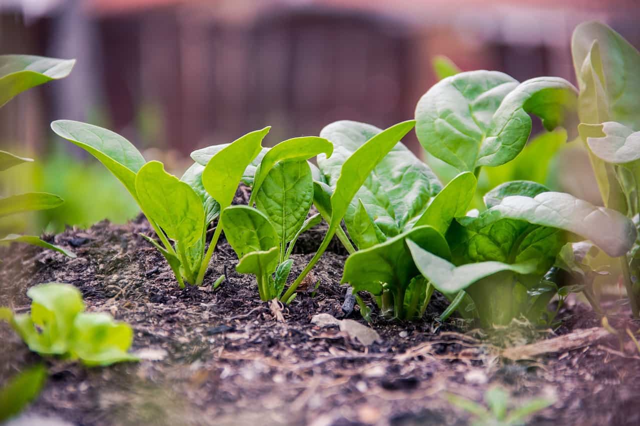 Spinach being grown in a garden