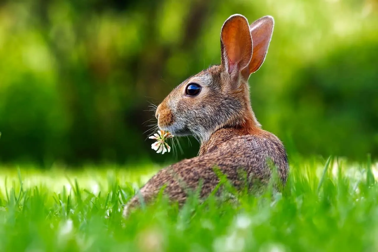 a rabbit eating grass