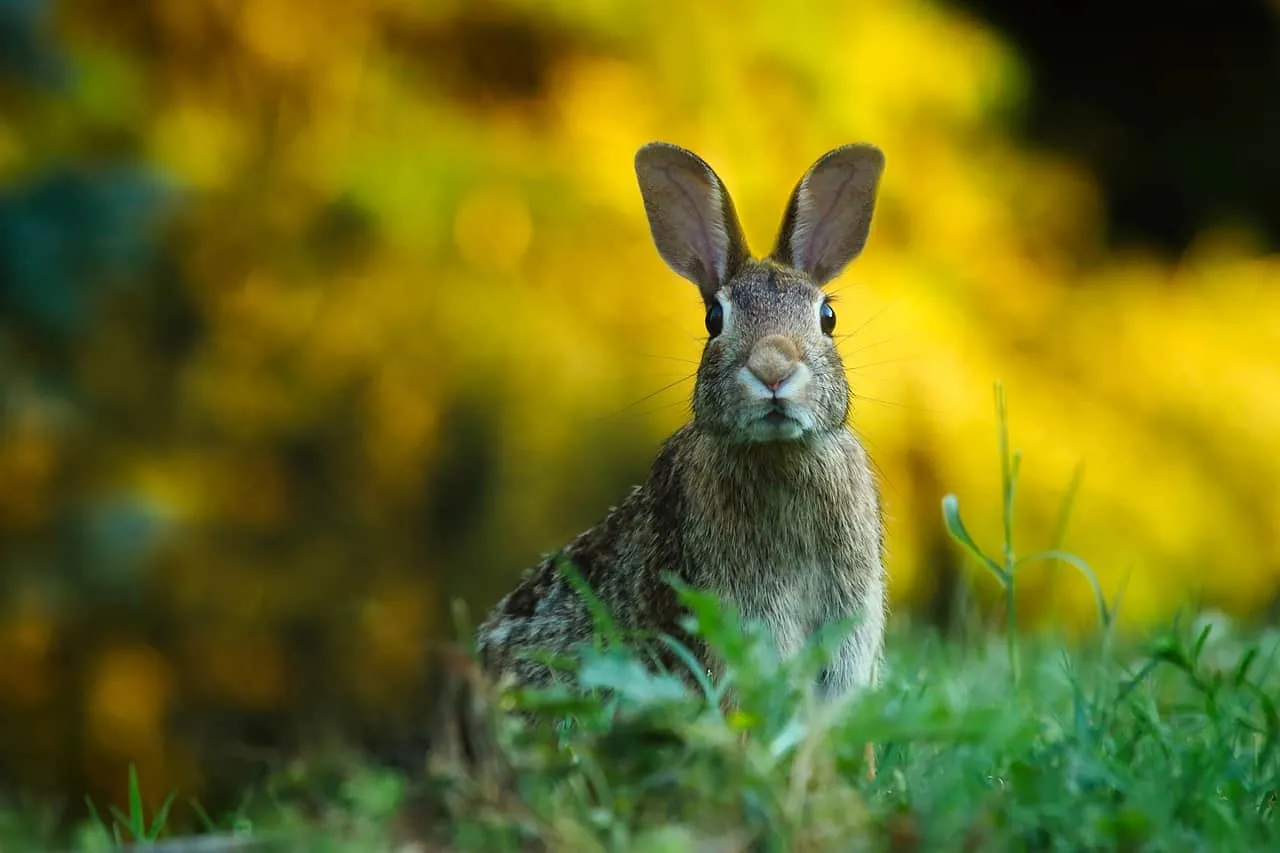 a rabbit standing in the grass