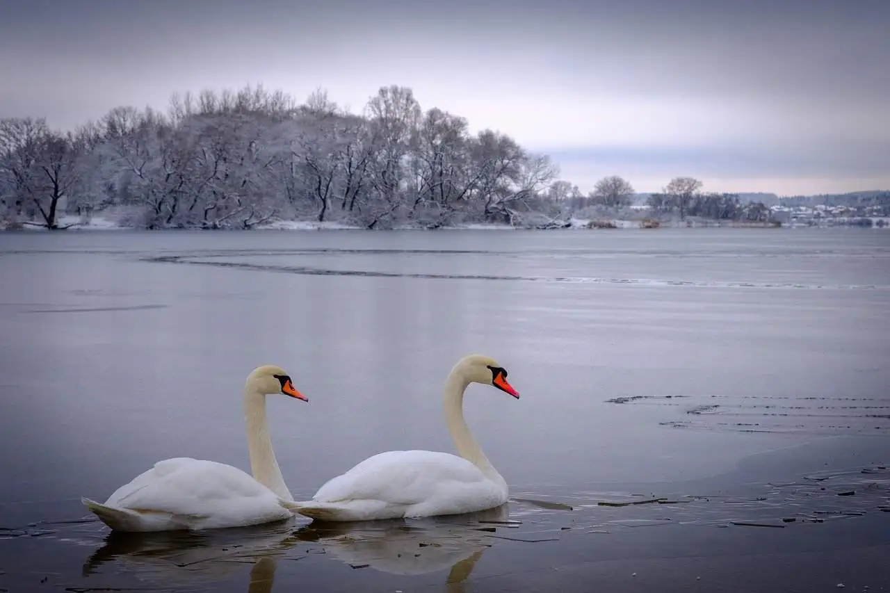 two swans swimming in a pond