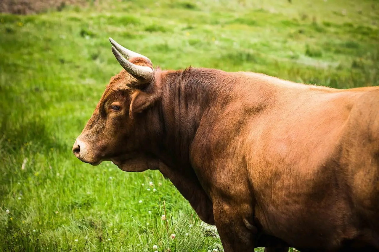 a bull is roaming in the forest