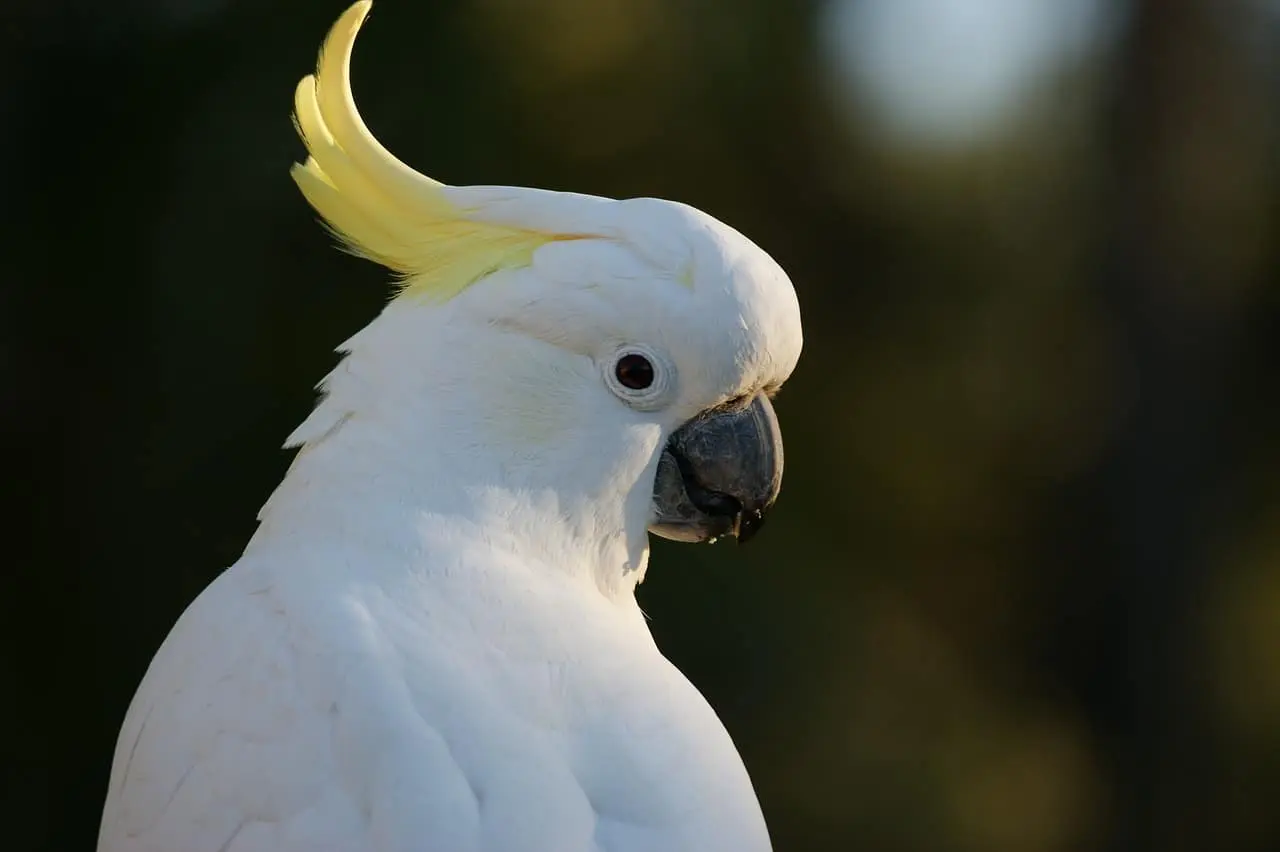 white parrot